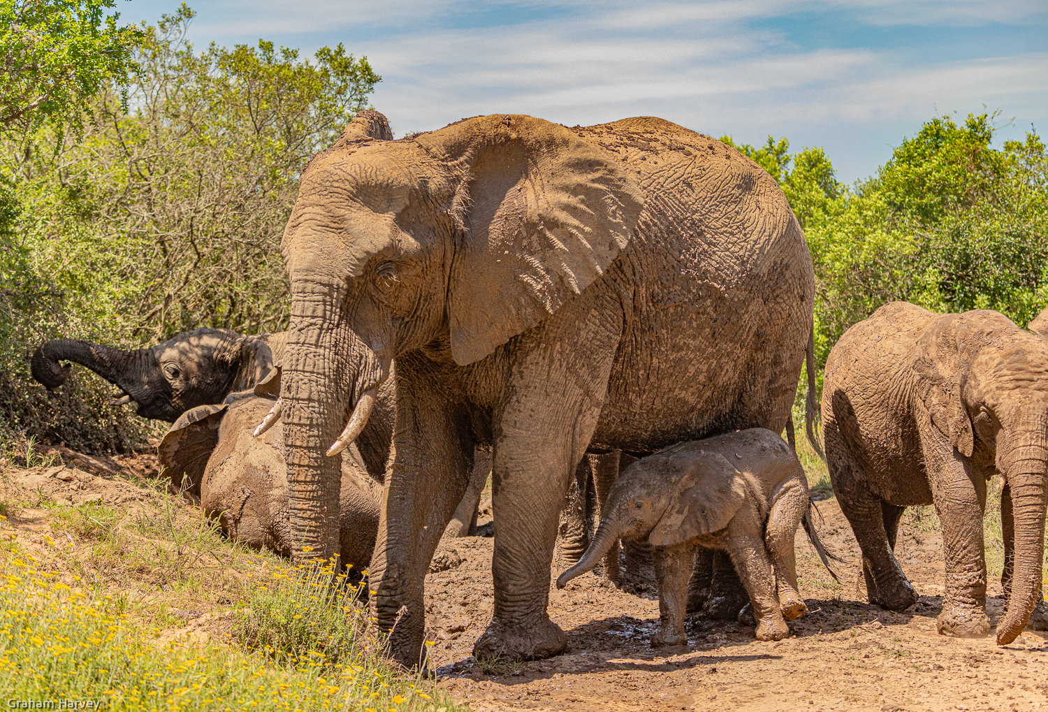 Kariega Volunteer Elephant Herd