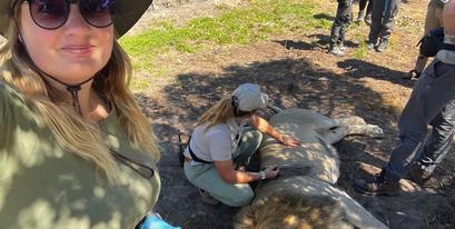 Kariega Volunteer Lion Procedure Betty