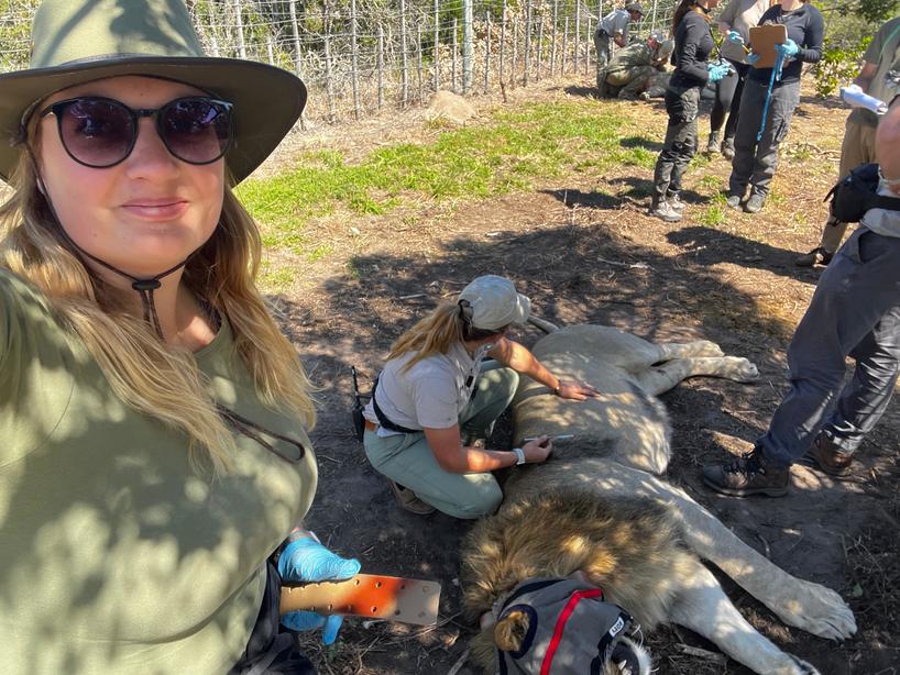 Kariega Volunteer Lion Procedure Betty