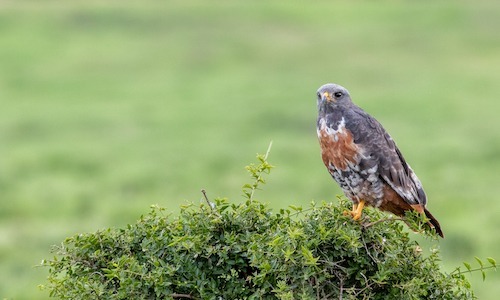 Jackal Buzzard perched on top of a tree