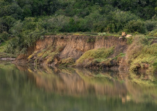 Male lion on the banks of the bushmans river