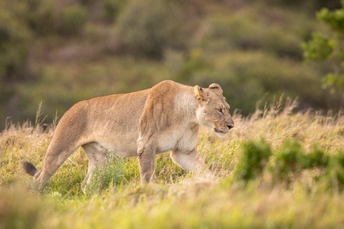 Lioness