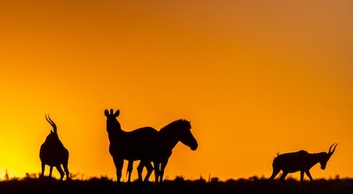 Zebra and blesbuck at sunset