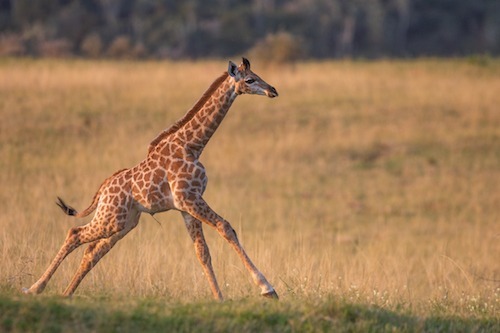 Baby giraffe