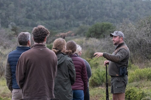 Viewing elephants on a guided bushwalk