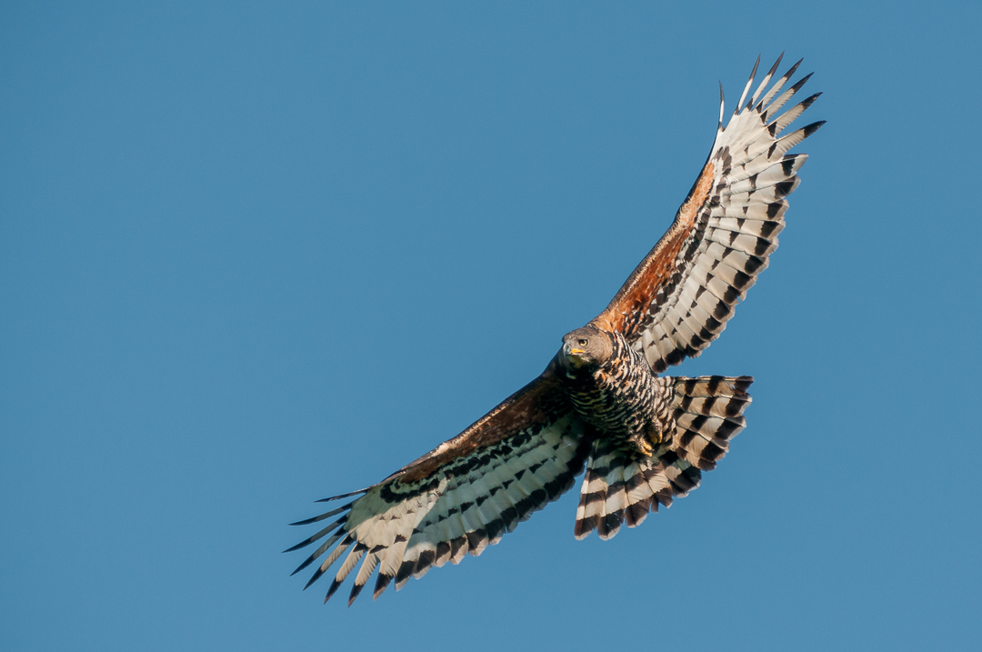 Crowned Eagle - Img taken by senior guide Brendon Jennings