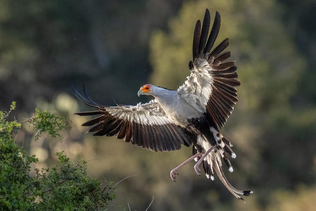 Secretary bird - Img taken by senior guide Brendon Jennings