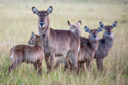 Waterbuck