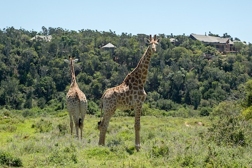 Giraffe with lodge in the background