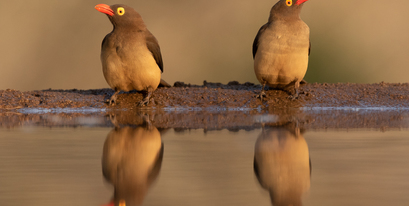 Red billed oxpeckers - Brendon Jennings - Bushmail