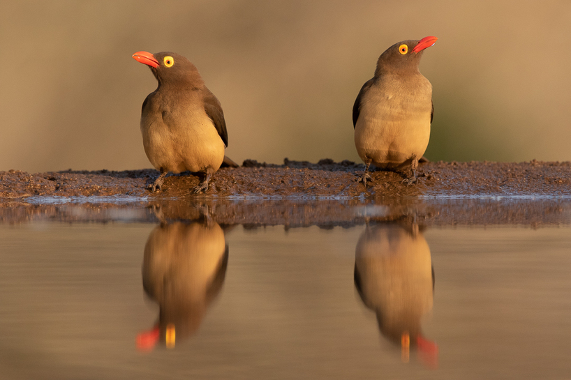 Red billed oxpeckers - Brendon Jennings - Bushmail