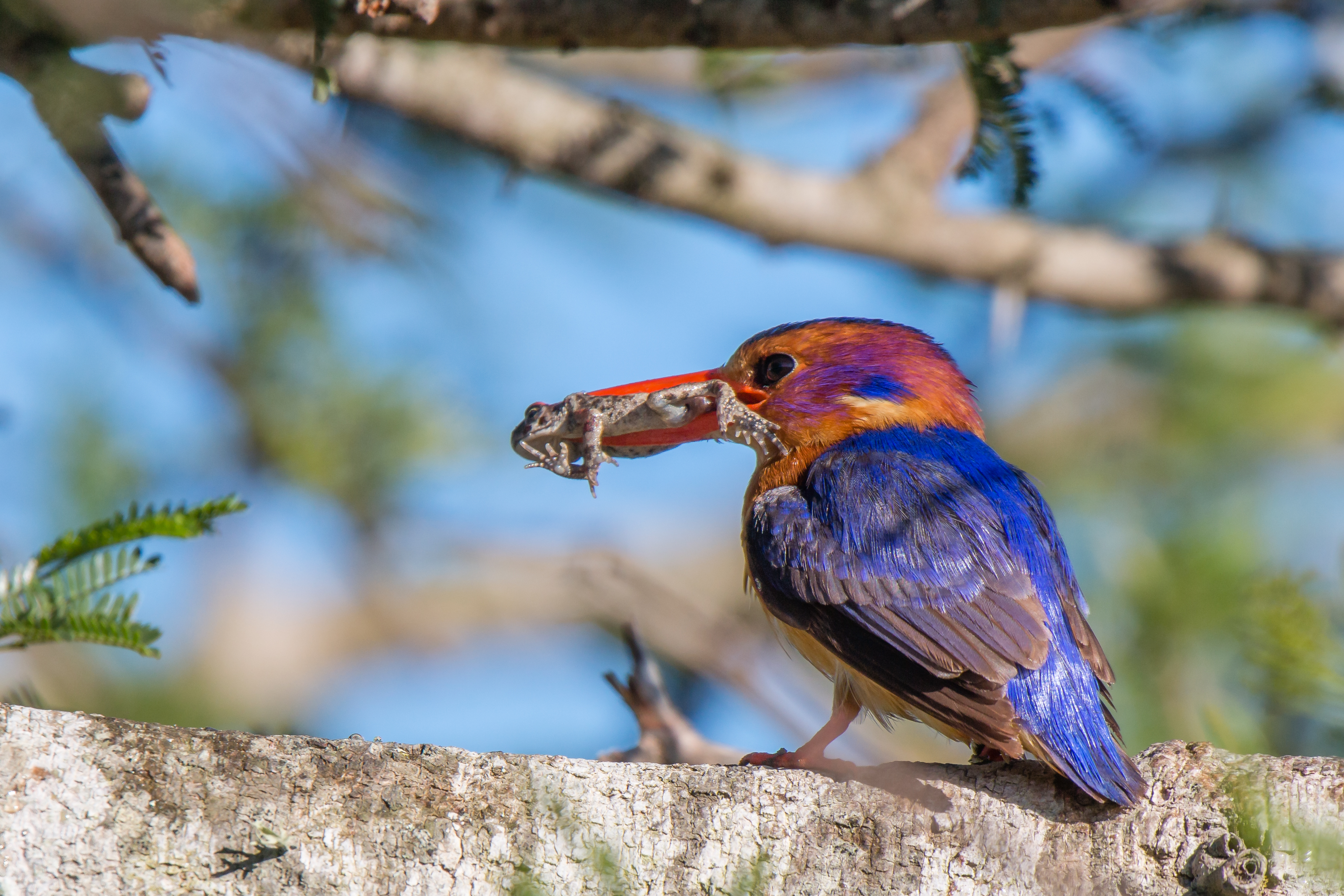 Pygmy Kingfisher - Image taken by senior guide Brendon Jennings 