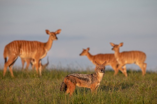 Black backed jackal with nyala ewes in the background