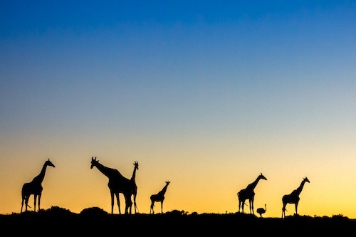 Giraffe and Ostrich at sunset