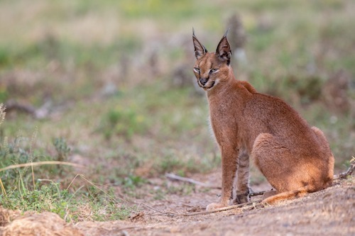 Caracal