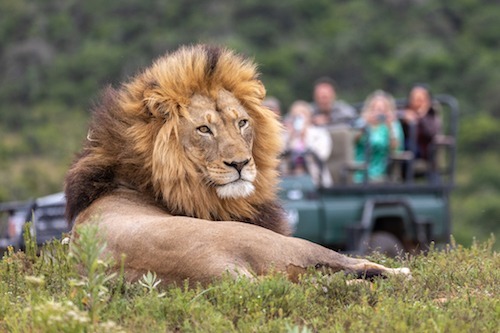 Lion sighting