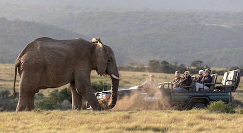 Elephant kicking up dust sighting