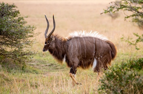 Nyala bull displaying