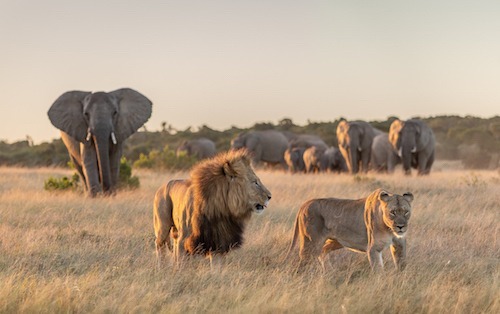 Lions and elephants in one sighting