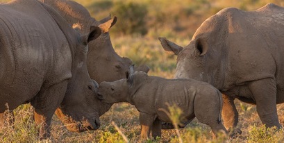 Rhino Calf Being Followed By Crash At Kariega Game Reserve 