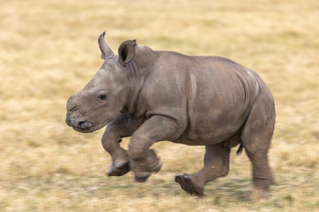 Baby Rhino At Kariega Game Reserve