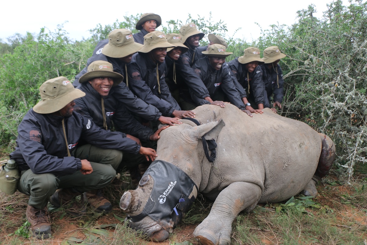 The APC team helping a rhino procedure