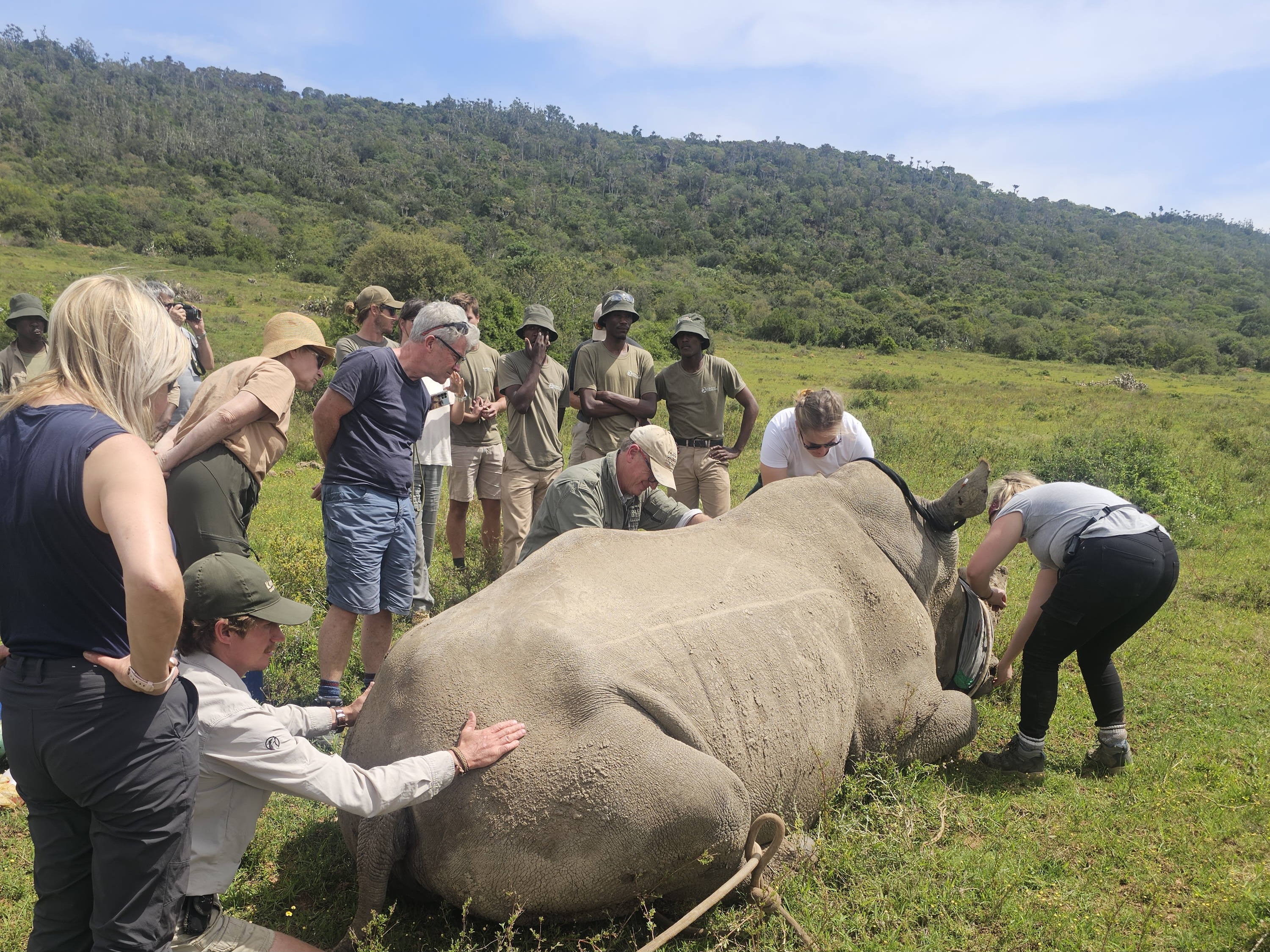 Kariega Volunteers participating in a rhino procedure