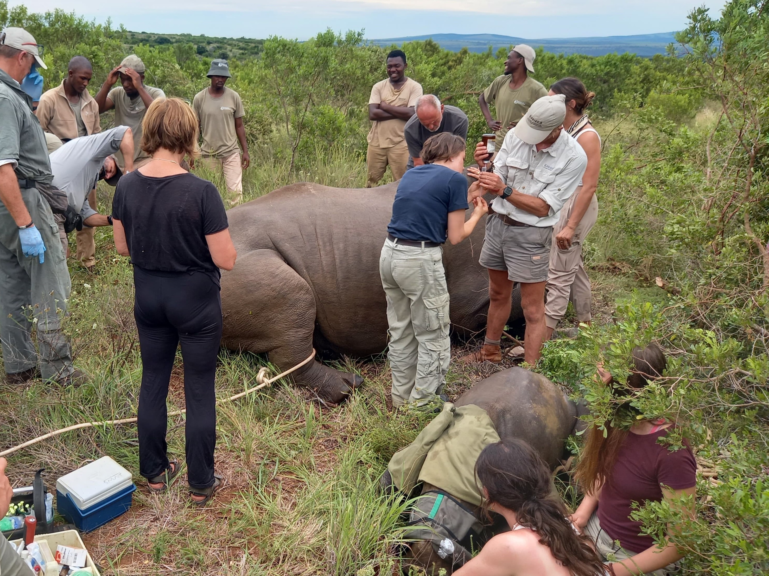 Kariega Volunteers helping with a rhino procedure