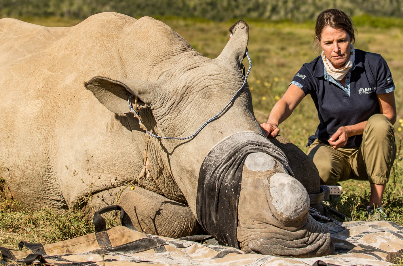 CEO Lindy Sutherland during a rhino procedure