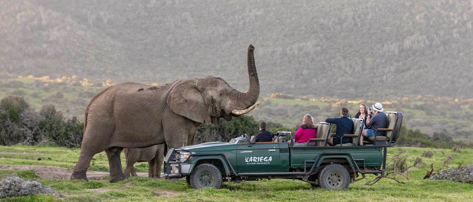 Elephant And Game Viewer Elephant And Game Viewer