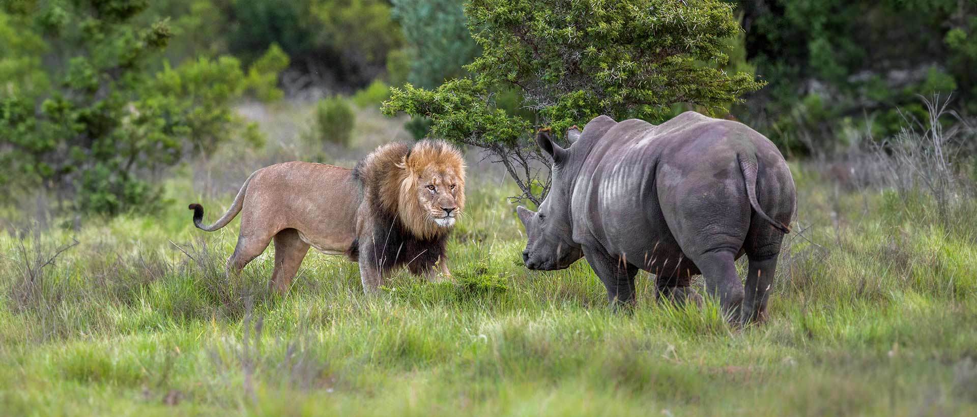 Lion And Rhino Stand Off Lion And Rhino Stand Off